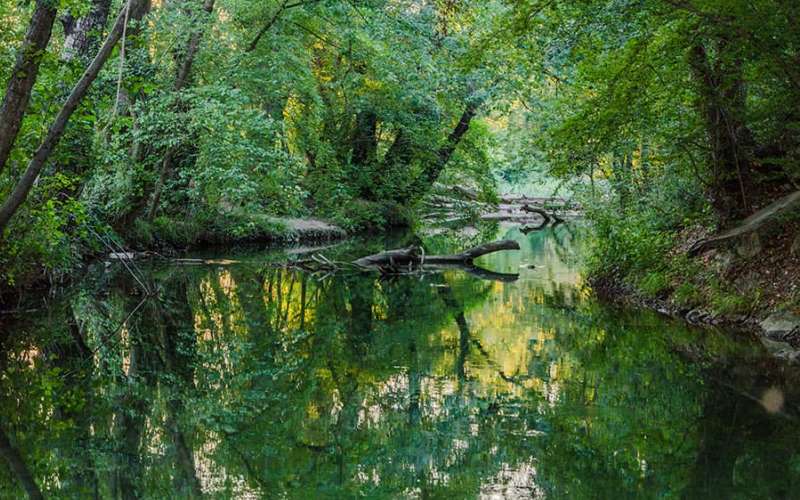 Водоем с зарослями и корягами