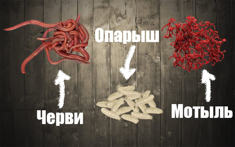 Наживки для ловли весеннего карася на фидер: черви, мотыль, опарыш