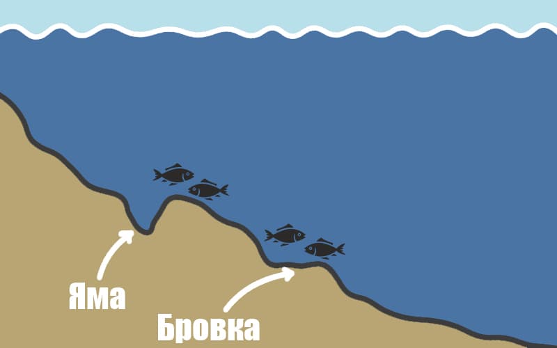 Схема обитания карася летом возле ям и бровок