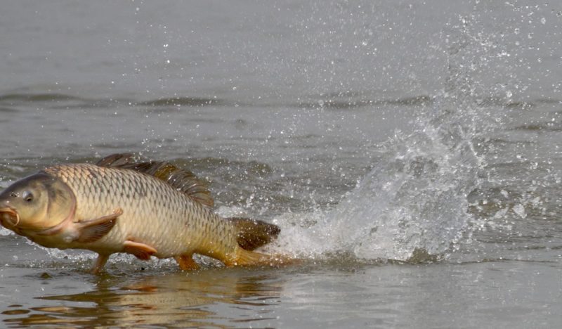 Сазан плещется летом в воде
