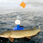 Щука, пойманная зимой на жерлицу